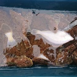 小樽港遊漁船SHAKE 釣果