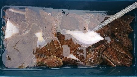 小樽港遊漁船SHAKE 釣果