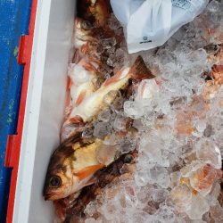 海龍丸（石川） 釣果