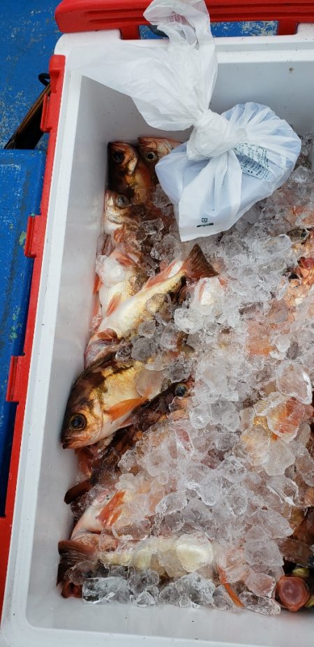 海龍丸（石川） 釣果