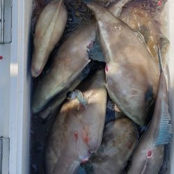 海龍丸（石川） 釣果