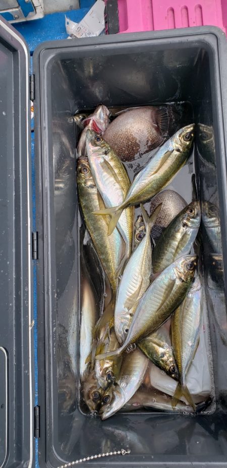 海龍丸（石川） 釣果