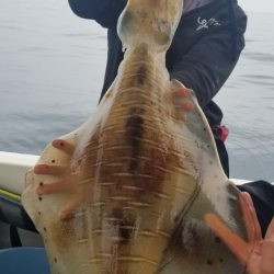 ソルトウォーターガイドフレンズ 釣果