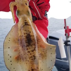 ソルトウォーターガイドフレンズ 釣果