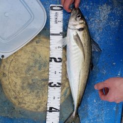 海龍丸（石川） 釣果