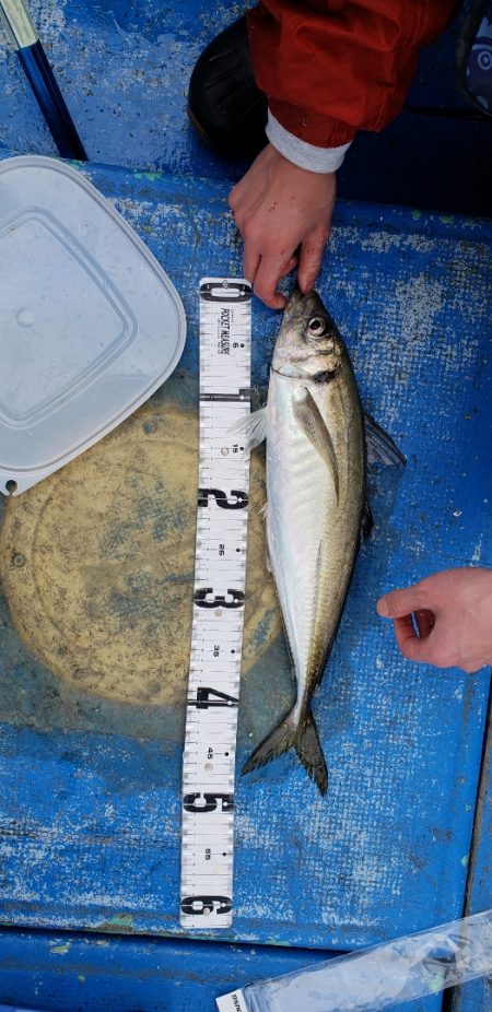 海龍丸（石川） 釣果