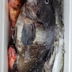 海龍丸（石川） 釣果