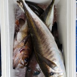 海龍丸（石川） 釣果