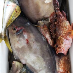 海龍丸（石川） 釣果
