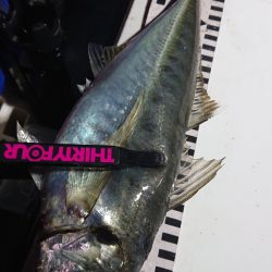 シースナイパー海龍 釣果