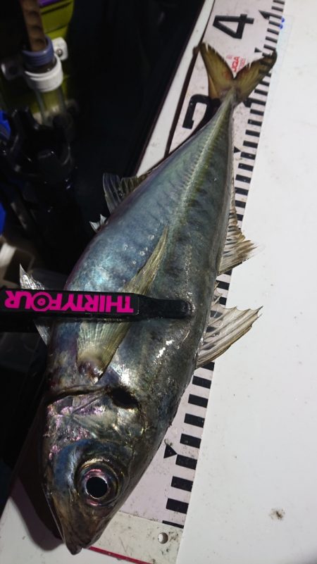 シースナイパー海龍 釣果