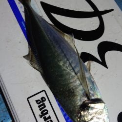 シースナイパー海龍 釣果