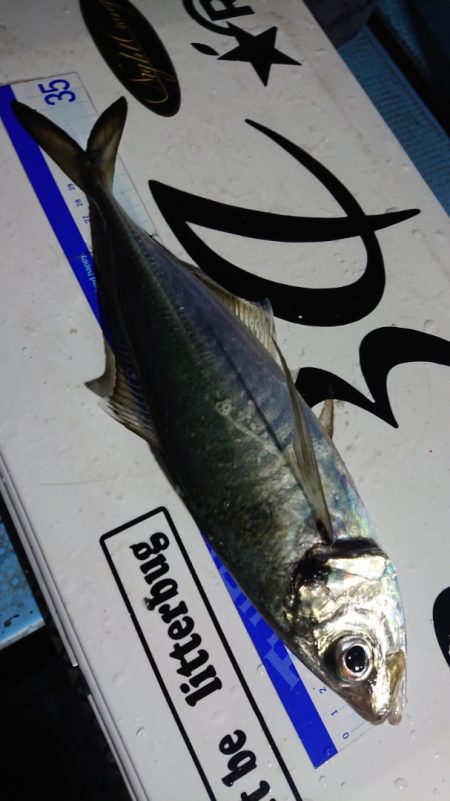 シースナイパー海龍 釣果