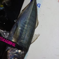 シースナイパー海龍 釣果