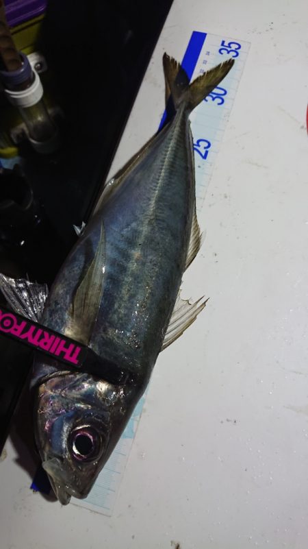 シースナイパー海龍 釣果