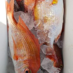 第二龍勢丸 釣果