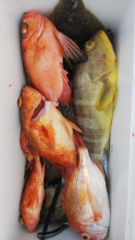 第二龍勢丸 釣果