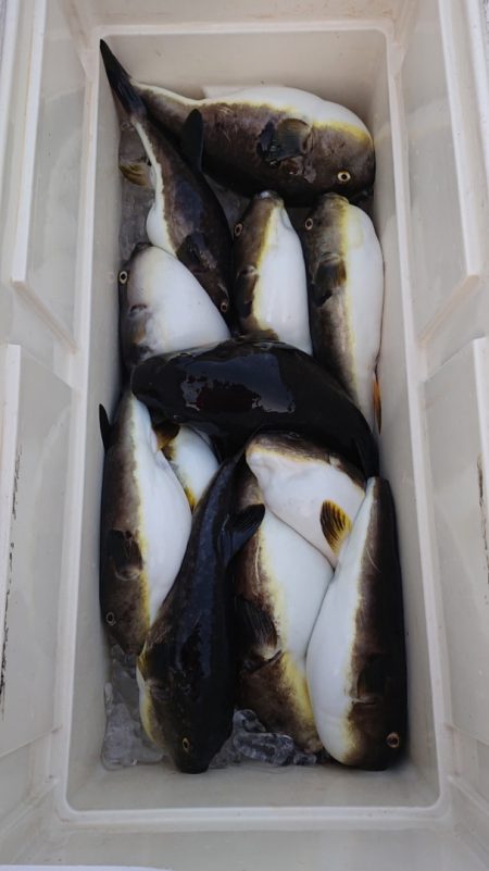 ARCADIAⅡ (アルカディアⅡ) 釣果