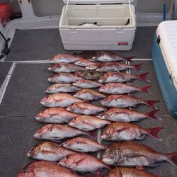 ARCADIAⅡ (アルカディアⅡ) 釣果