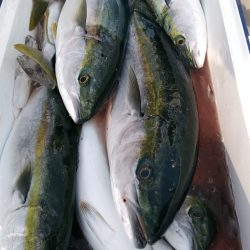 LUSTER『ラスター』 釣果