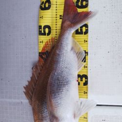 タイラバ遊漁船 ワンピース 釣果