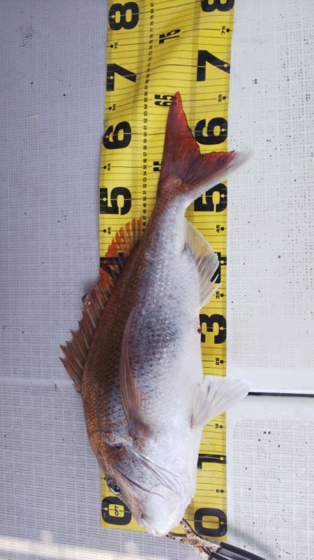 タイラバ遊漁船 ワンピース 釣果