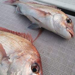 タイラバ遊漁船 ワンピース 釣果