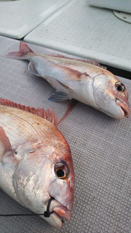 タイラバ遊漁船 ワンピース 釣果