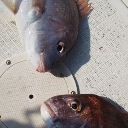 タイラバ遊漁船 ワンピース 釣果