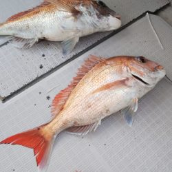 タイラバ遊漁船 ワンピース 釣果