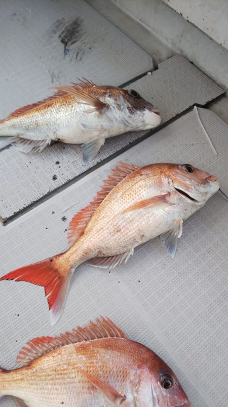 タイラバ遊漁船 ワンピース 釣果