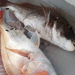 タイラバ遊漁船 ワンピース 釣果