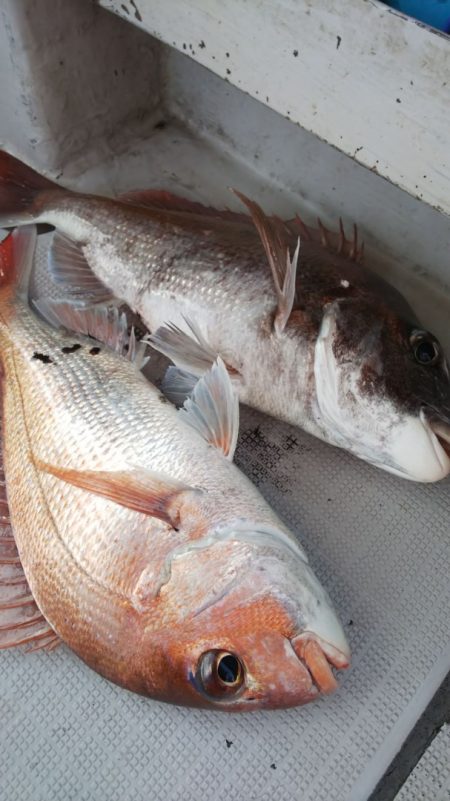 タイラバ遊漁船 ワンピース 釣果