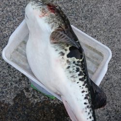 第三共栄丸 釣果