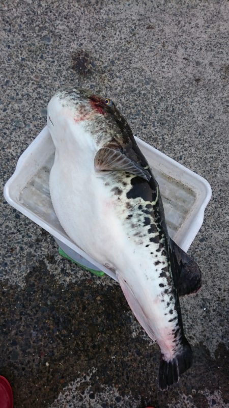 第三共栄丸 釣果