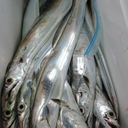 小島丸 釣果