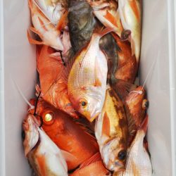 第二龍勢丸 釣果