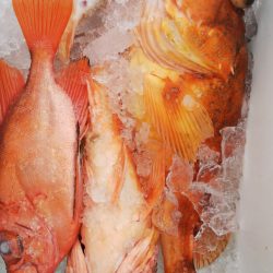 第二龍勢丸 釣果