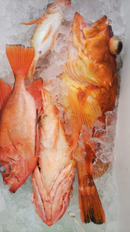 第二龍勢丸 釣果