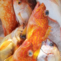 第二龍勢丸 釣果