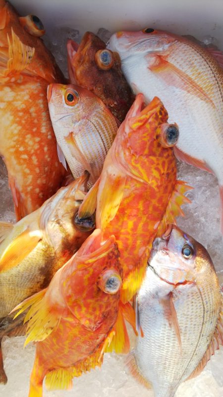 第二龍勢丸 釣果