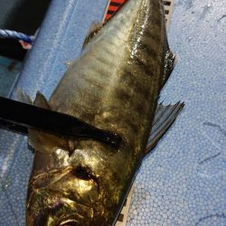 シースナイパー海龍 釣果