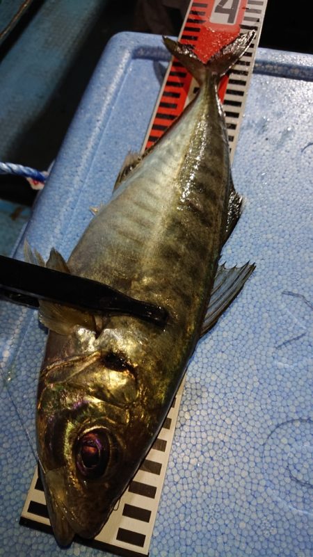 シースナイパー海龍 釣果