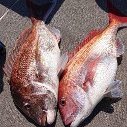 ARCADIAⅡ （アルカディアⅡ） 釣果