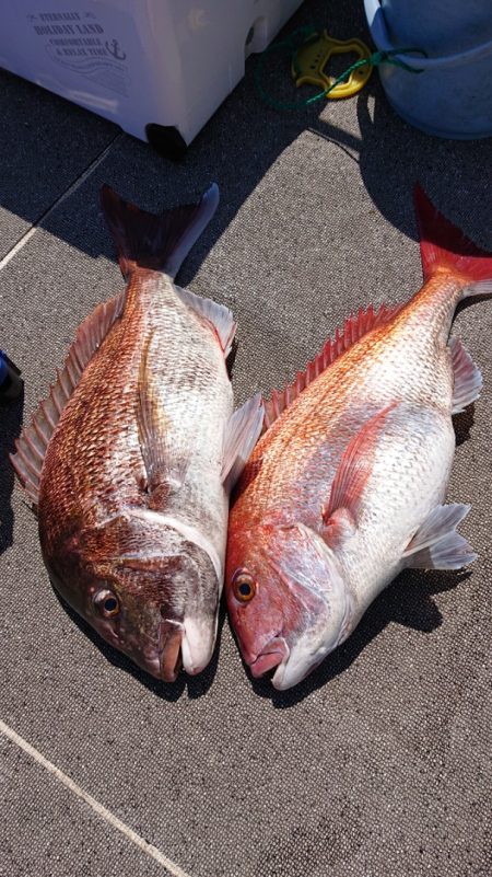 ARCADIAⅡ （アルカディアⅡ） 釣果