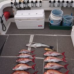 ARCADIAⅡ （アルカディアⅡ） 釣果