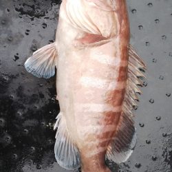 第二龍勢丸 釣果