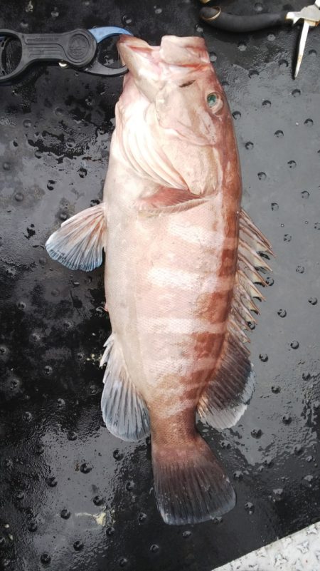 第二龍勢丸 釣果