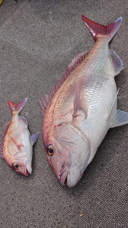 ARCADIAⅡ (アルカディアⅡ) 釣果