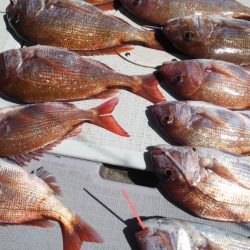 タイラバ遊漁船 ワンピース 釣果